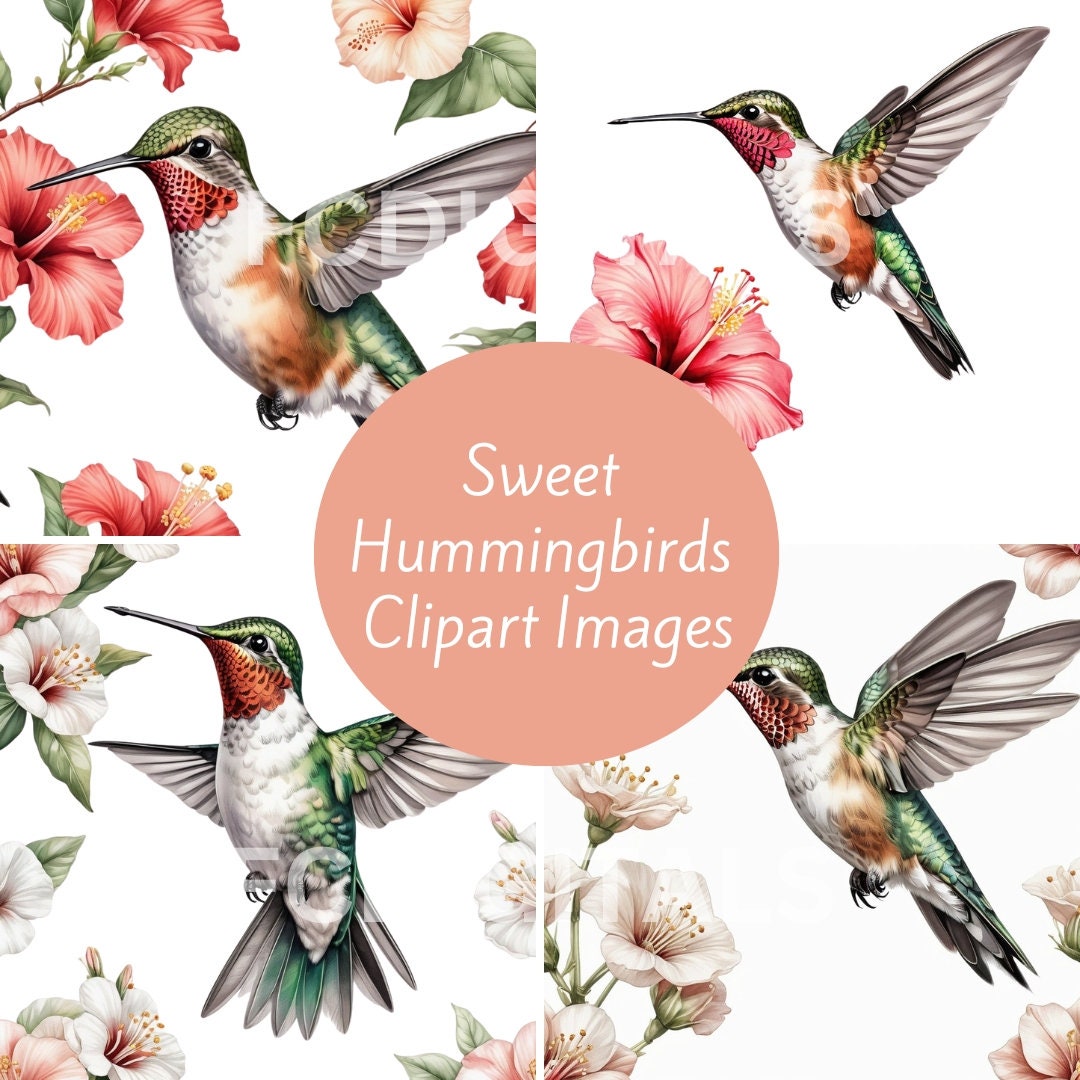 Hummingbird Clipart, Hummingbird PNG, Hummingbird Images Transparent ...
