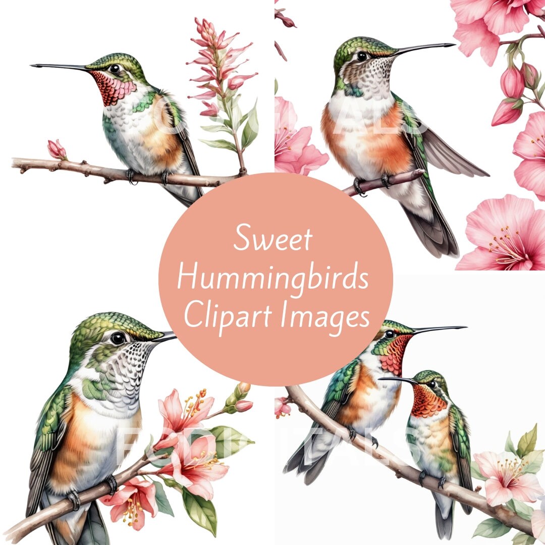 Hummingbird Clipart, Hummingbird PNG, Hummingbird Images Transparent ...