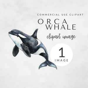 Aquarell Orca Whale Clipart für kommerzielle Nutzung, Killer Whale PNG, Transparent PNG, Cute Orca für Cricut, Sublimation Sea Animal Design