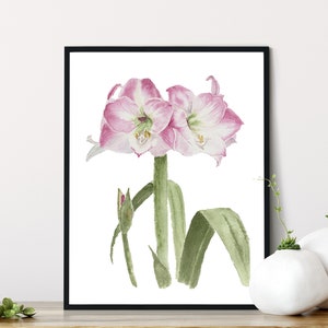 Amaryllis Print From My Original Watercolor, Christmas Amaryllis Print, Pink And Green Floral Wall Art Print For Holiday And Spring Décor