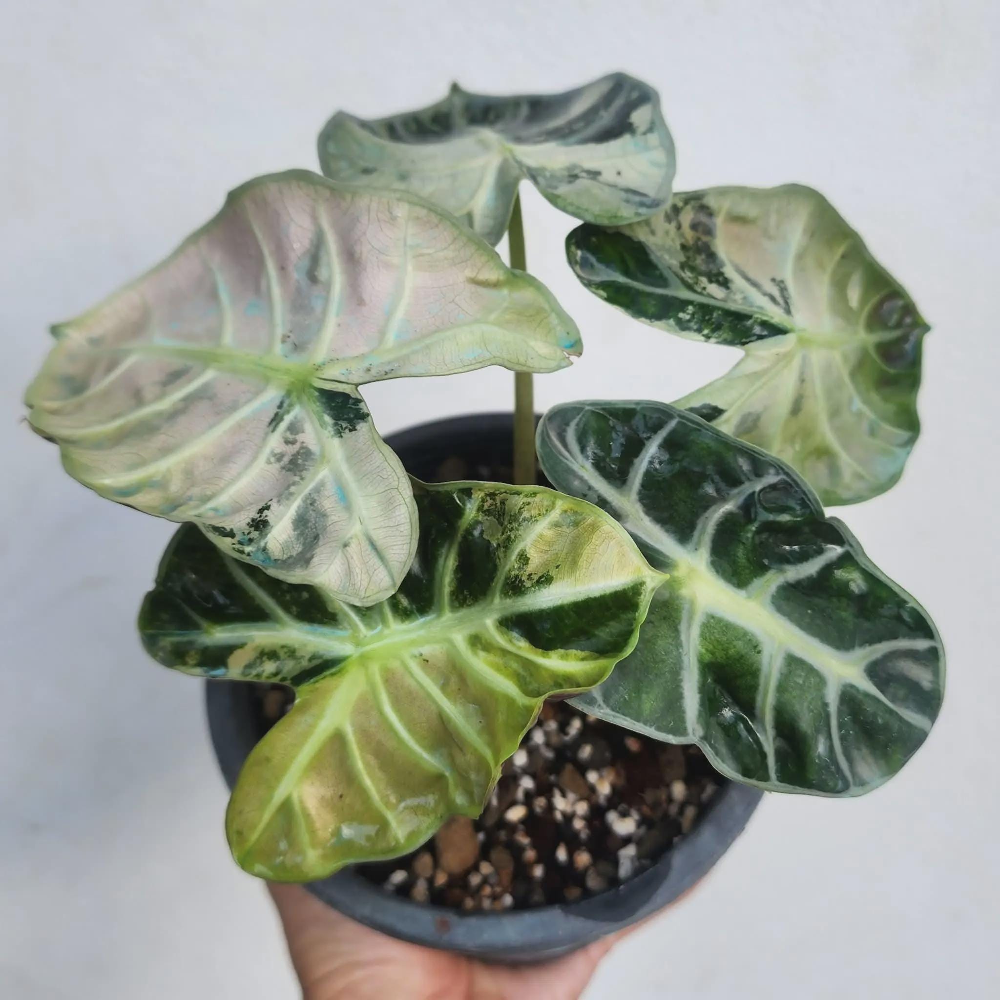 アロカシア ハートバルーン ピンク 斑入り Heart Balloon var. ALOCASIA HEART BALLON PINK VARIGATED - メルカリ