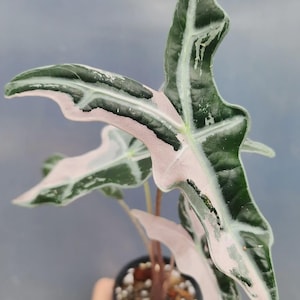 Alocasia nobilis pink variegated - Etsy 日本
