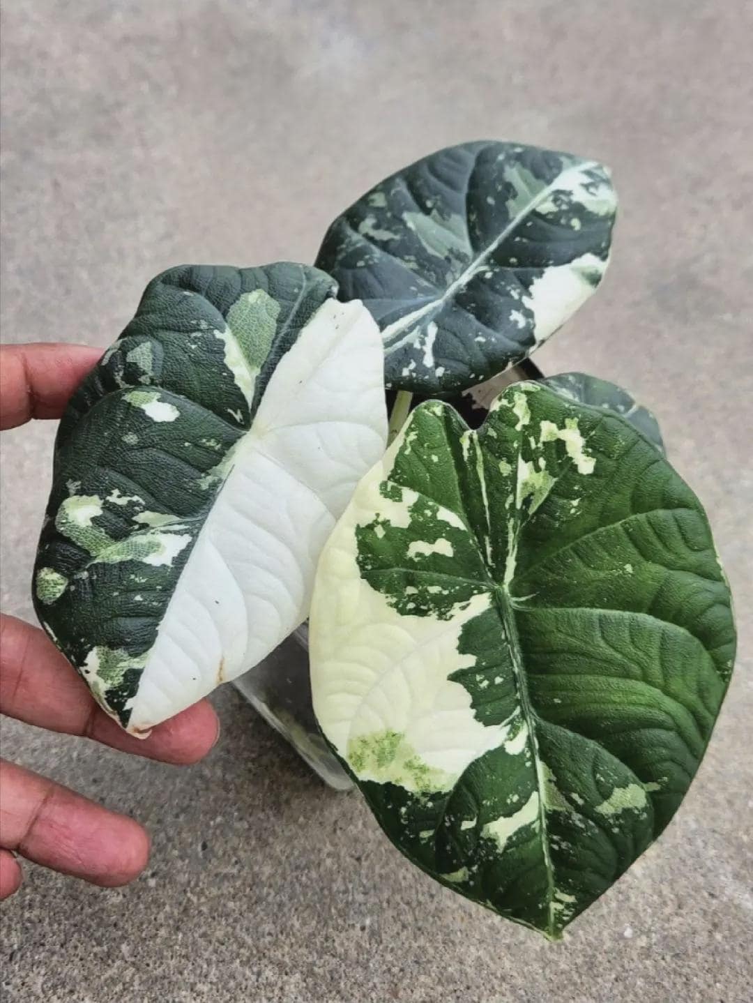Variegated alocasia maharani - Etsy 日本