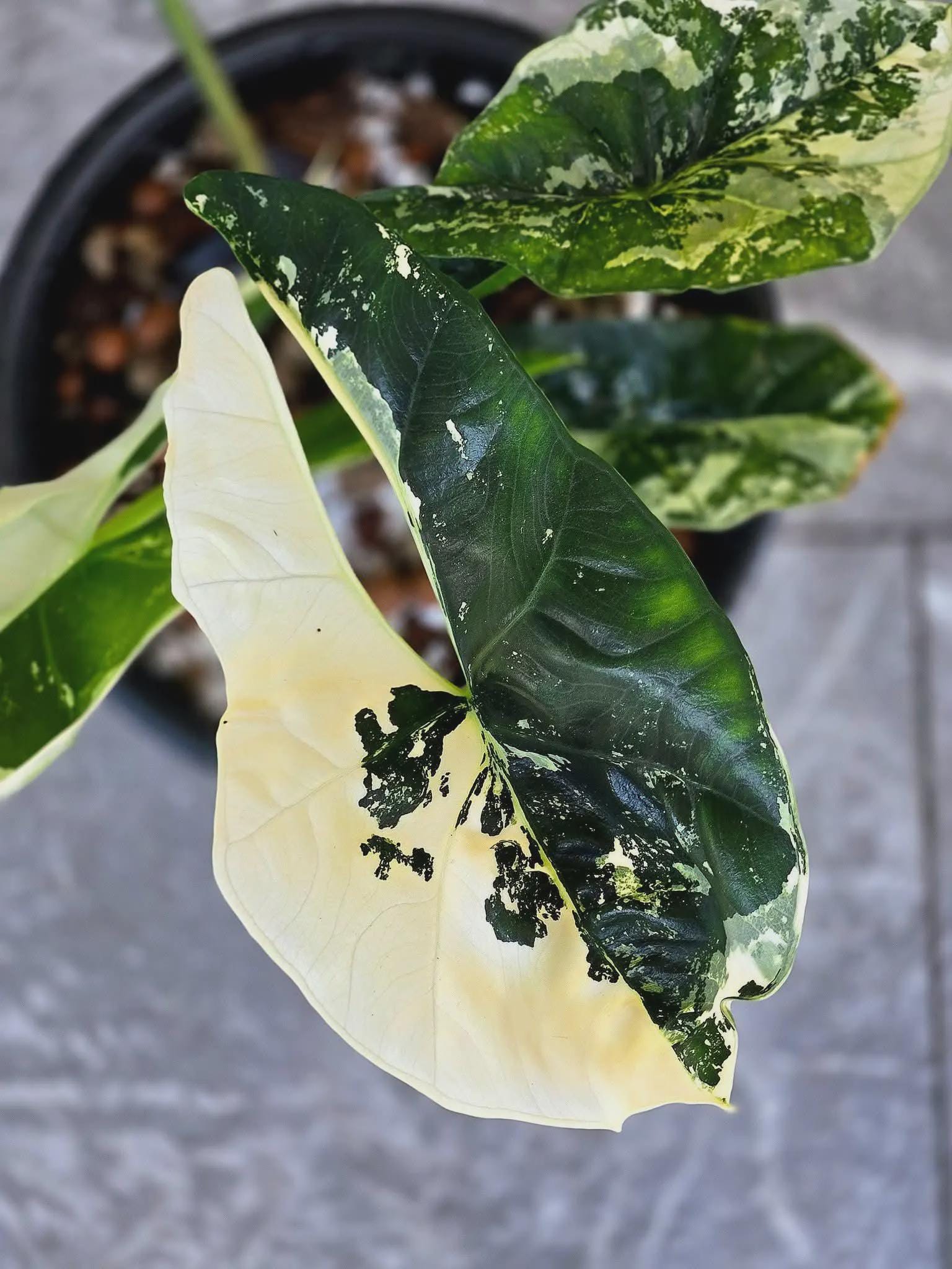 アロカシア　マハラニアルボ　2株入り 親株写真あり Variegated alocasia maharani - Etsy 日本