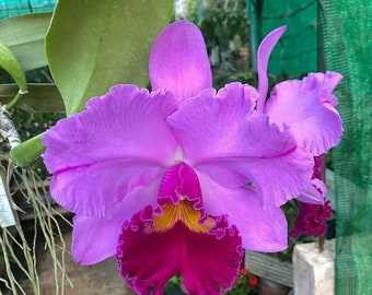 Live Orchid Plant~~~Pot Williams Drumbeat
