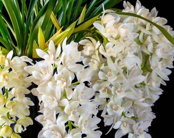 Live Orchid Plant --Cymbidium Sarah Jean “ice cascade “