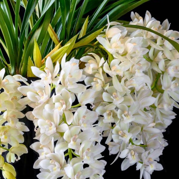 Live Orchid Plant --Cymbidium Sarah Jean “ice cascade “