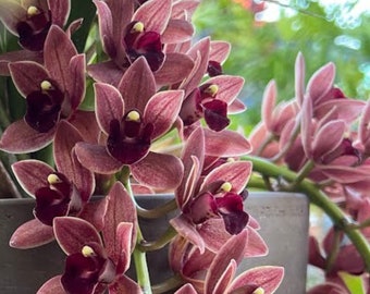 Live Orchid Plant --Cymbidium Dorthy Stockstill “Forgotten Fruit “