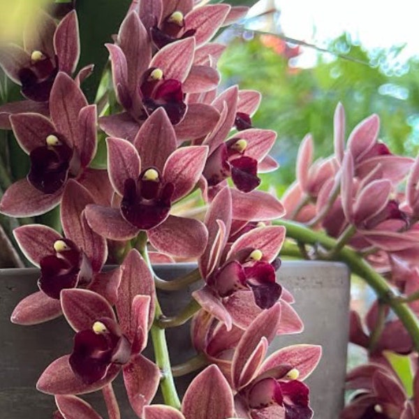 Live Orchid Plant --Cymbidium Dorthy Stockstill “Forgotten Fruit “
