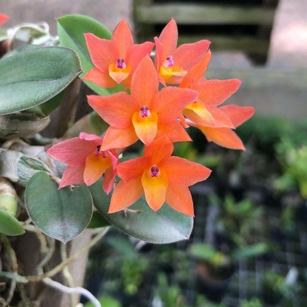 Live Orchid Plant—- Sophronitis-cernua