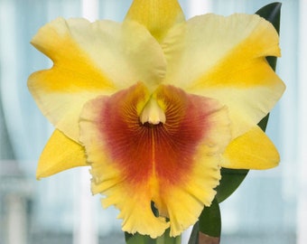 Live Orchid Plant——Rlc Miss Thailand Apsara