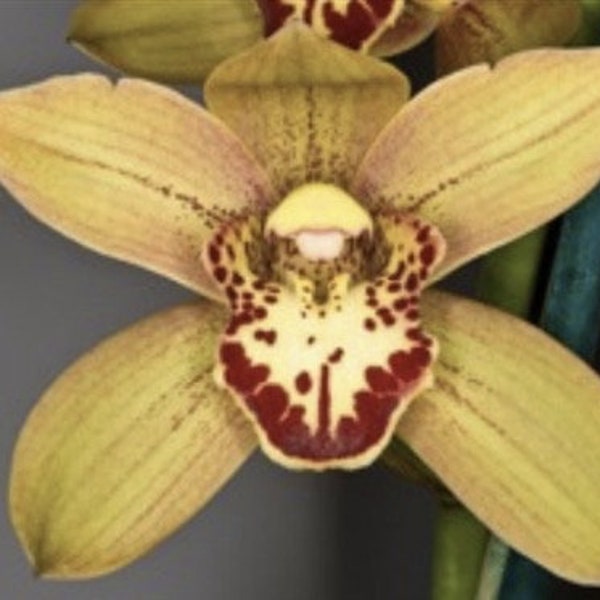 Live Orchid Plant --Cymbidium Kusuda Shining Remake