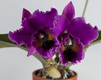 Live Orchid Plant~~~~Rlc Lake Murray Mendenhall