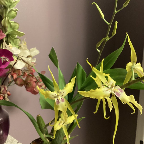 Live Orchid Plant~~~ Alcra. Pacific nova frilly.