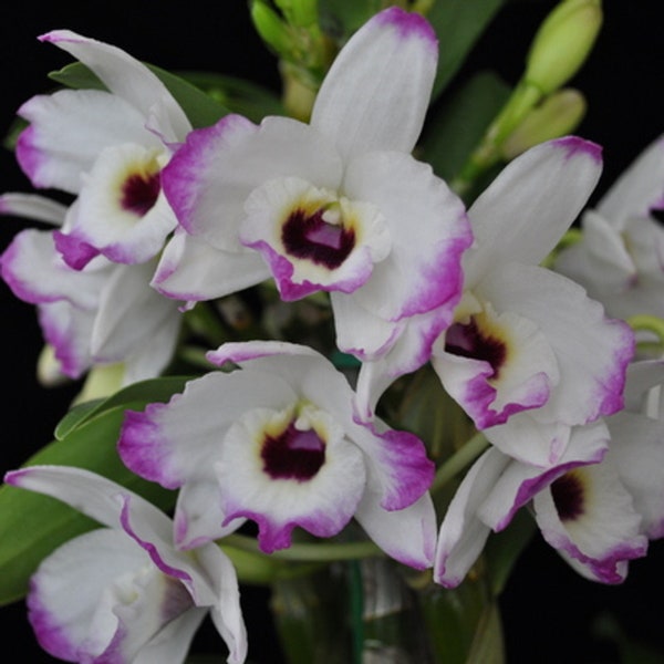 Live Orchid Plant~~~~~ dendrobium love memory fizz