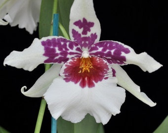 Live orchid plant—- Bllra Big Shot Hilo Sparkle