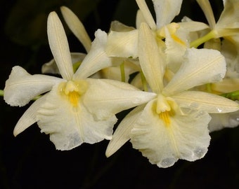 Live Orchid Plant—- Broughtonia-sanguinea var. aurea