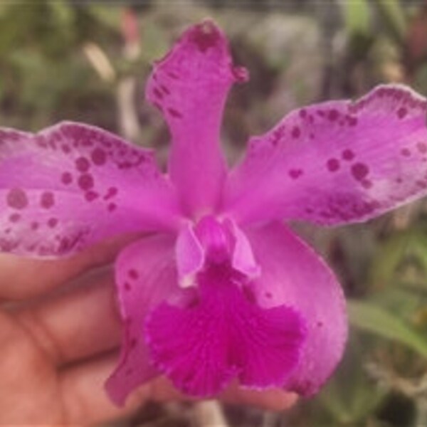 Live Orchid plant—— Cattleya amethystoglossa x Peckhaviensis