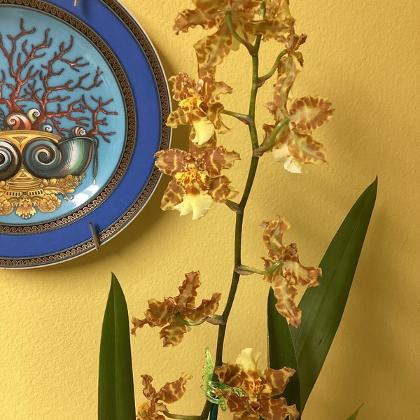 Live Orchid Plant~~~~~Wills. Pacific Passage Handsome