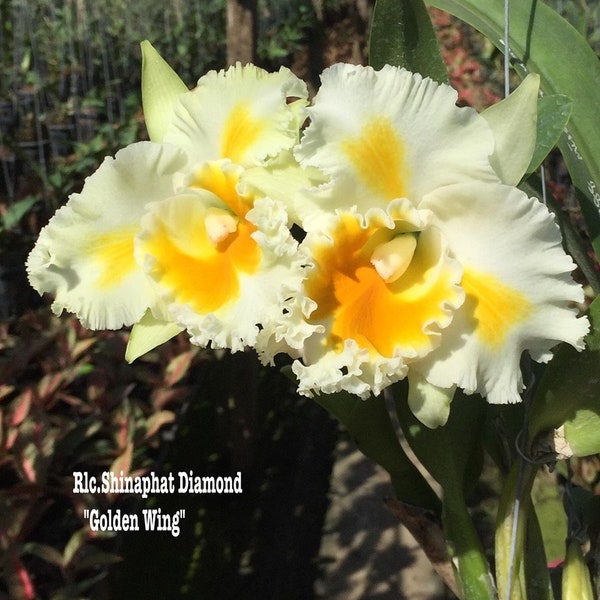 Live Orchid Plant~~~~Rlc Shinaphat Diamond Golden Wing