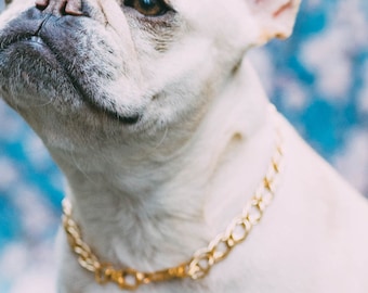 Dog Collar "The Pony"    Gold Chain fancy cat necklace