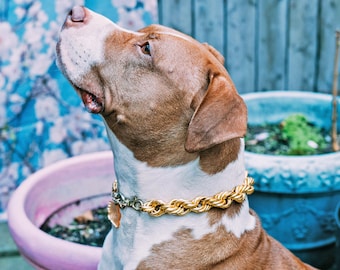 14k gold dog collar