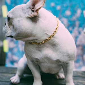 Może przedstawiać: Biały buldog francuski w złotym łańcuszkowym kolarzu. Pies siedzi na drewnianej powierzchni z rozmytym niebieskim tłem.