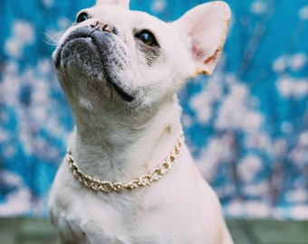14k gold dog collar