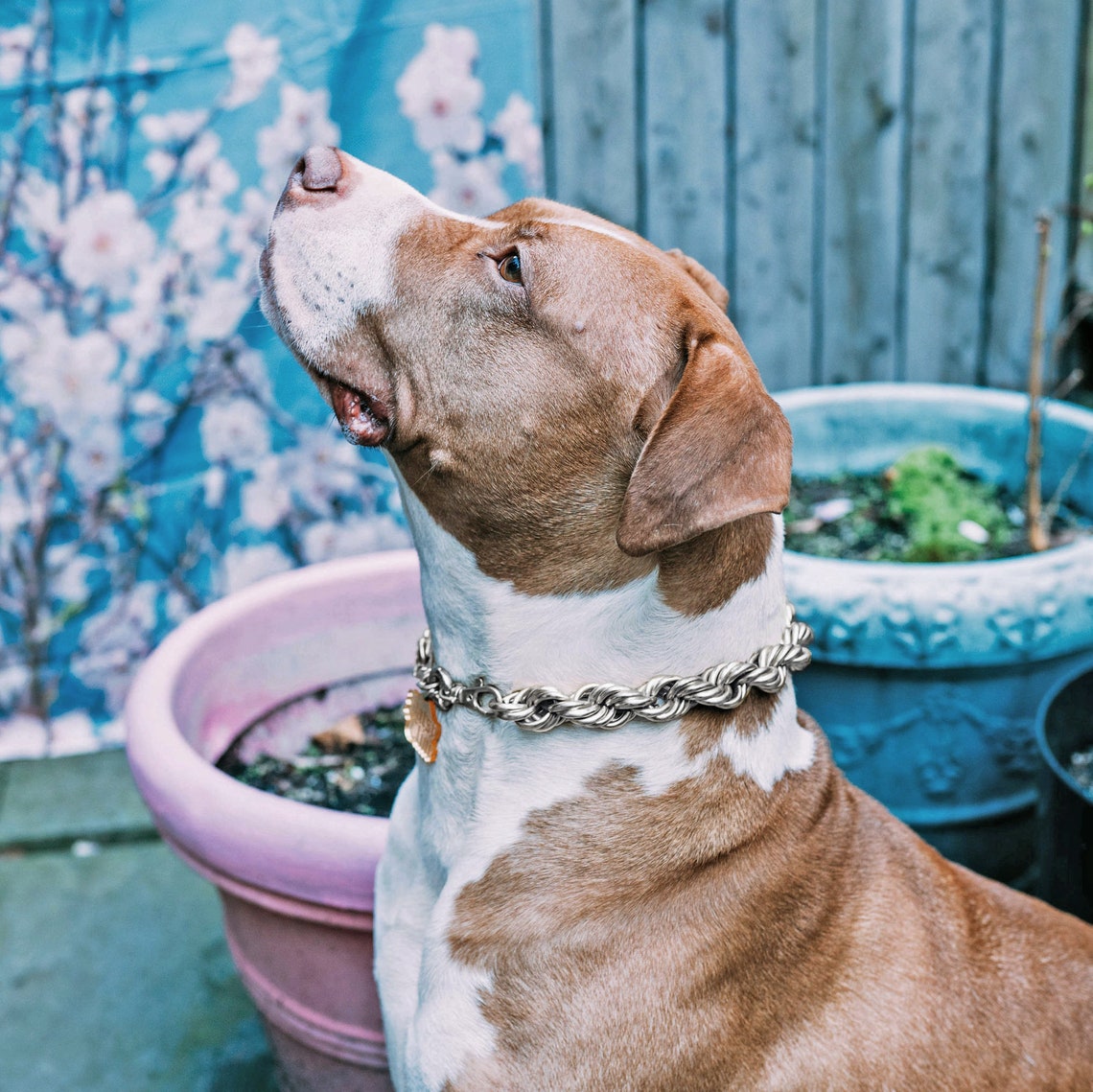 Dog Collar Silver Rope Chain Large Big Huge Dookie Necklace Etsy