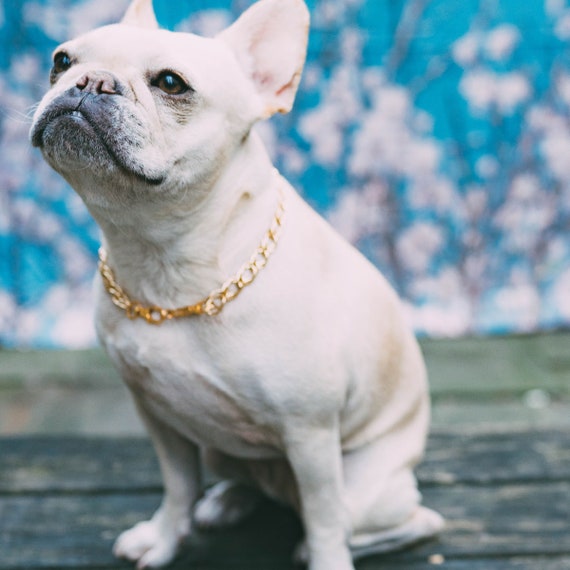 gold necklace dog collar