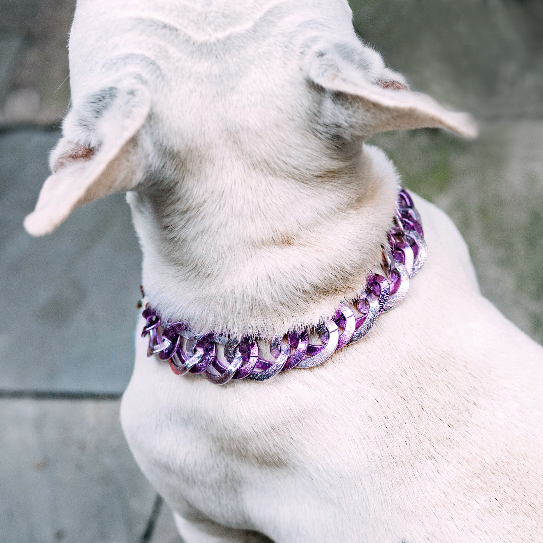 pink dog chain