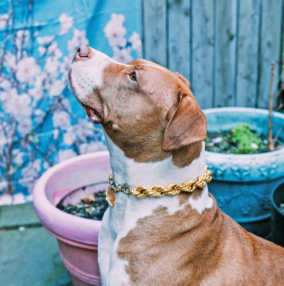 gold dog chain and leash