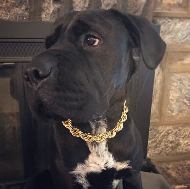 犬用首輪 ゴールドロープチェーン ラージ ビッグ 巨大 ドゥーキー