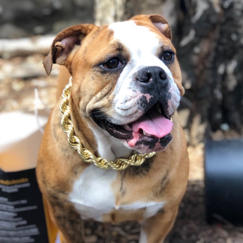 Dog Collar Gold rope chain large big huge dookie necklace Etsy