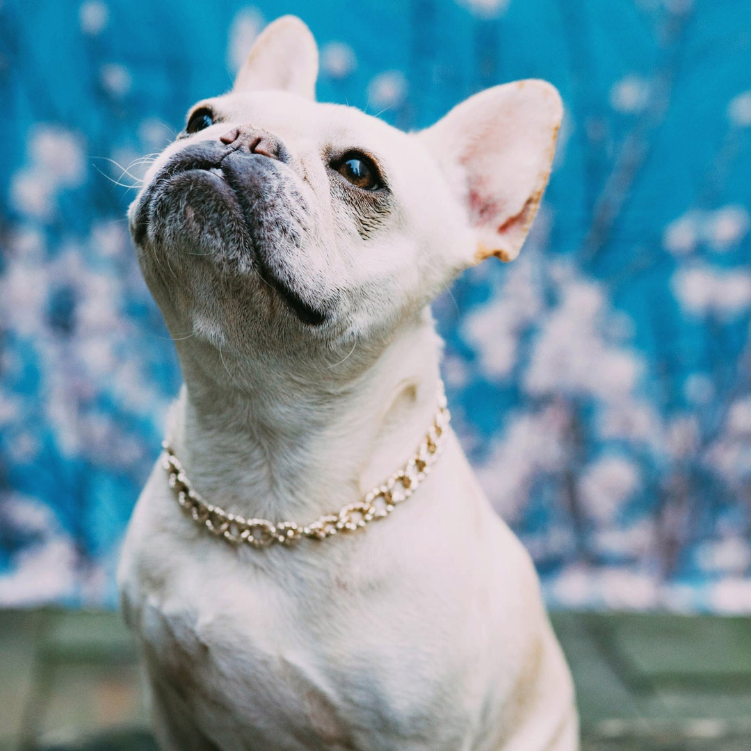 Dog Collar Gold Rope Chain Large Big Huge Dookie Necklace Pug