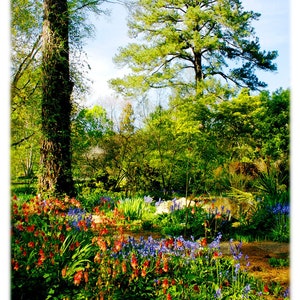 UNC-Chapel Hill Spring in Coker Arboretum Photograph - UNC-CH, College Home Decor Fine Art Print ou Note Card Set