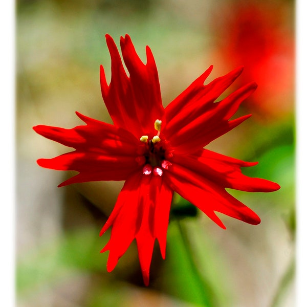 Mountain Wildflower Note Cards - Set van 4 verschillende foto's - North Carolina Mountains Photography, Art Stationery