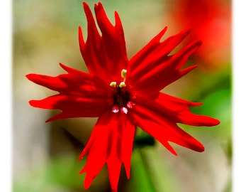 Mountain Wildflower Note Cards - Set of 4 Different Photos - North Carolina Mountains Photography, Art Stationery