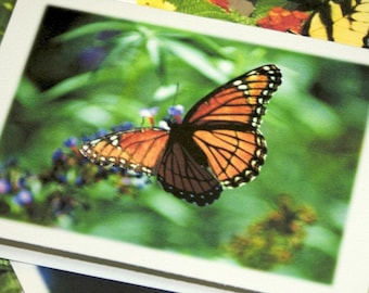 Butterfly Photography Note Card Set - Set of 4 Different Photos - North Carolina Art, Nature, Garden Stationery, Handmade Cards