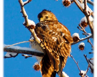 Red-Tailed Hawk - Bird Photography - Nature, Wildlife, North Carolina Home Decor Fine Art Print or Note Cards