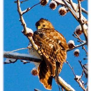 Red-Tailed Hawk - Bird Photography - Nature, Wildlife, North Carolina Home Decor Fine Art Print or Note Cards