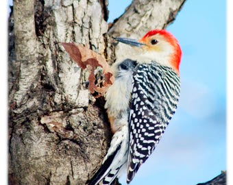 Red-Bellied Woodpecker