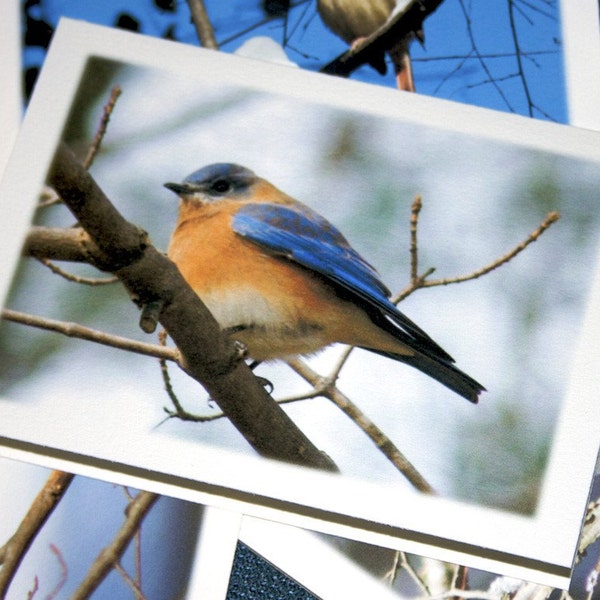 Backyard Birds Note Cards - Set of 4 Different Photos - Wildlife Photography, Fine Art Stationery