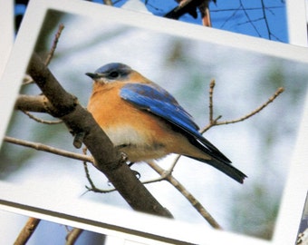 Backyard Birds Note Cards - Set of 4 Different Photos - Wildlife Photography, Fine Art Stationery