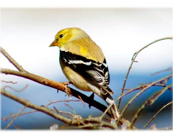 American Goldfinch, Wild Bird Photography - Nature, Animal North Carolina Home Decor Fine Art Print or Note Cards