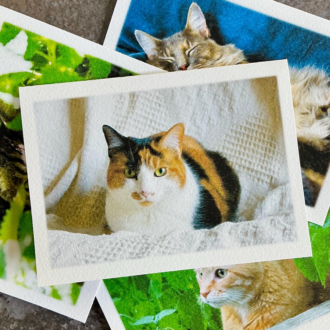 Feline Friends Note Cards - Set of 4 Photographs - Pet, Cat Stationery ...