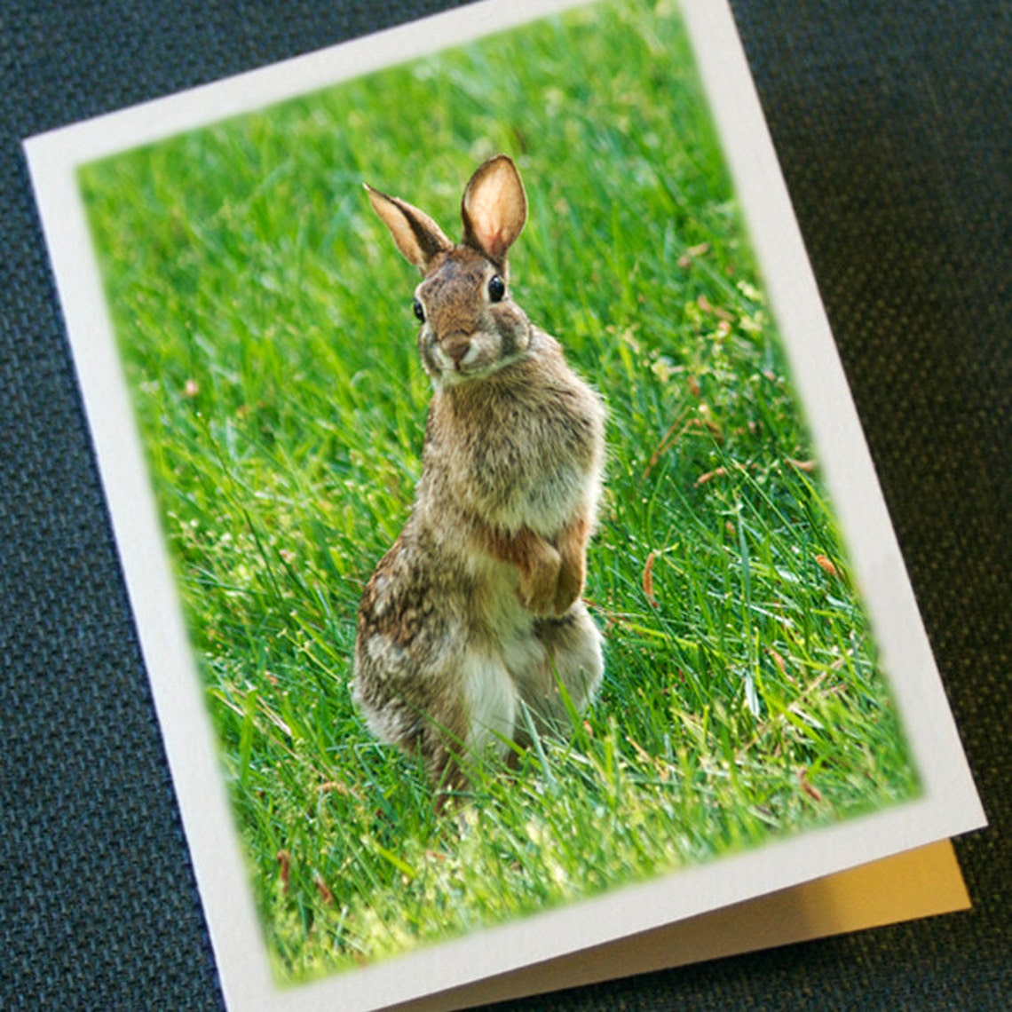Cottontail Rabbit Card Cottontail Rabbit, Nature Photography - North Carolina, Cute Animal ...