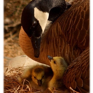 Mamãe Ganso com Gansos - Vida Selvagem, Fotografia da Natureza - Impressão de belas artes, cartões comemorativos, conjuntos de cartões de notas