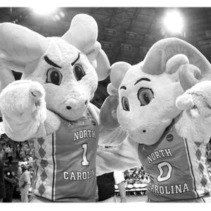 Puede incluir: Dos mascotas con uniformes de baloncesto. La mascota de la izquierda es una criatura peluda blanca con un hocico largo y orejas grandes. La mascota de la derecha es una criatura peluda blanca con un hocico largo y grandes cuernos. Ambas mascotas llevan camisetas que dicen "North Carolina" y tienen un n&uacute;mero en la parte delantera. La mascota de la izquierda tiene el n&uacute;mero "1" y la mascota de la derecha tiene el n&uacute;mero "0".