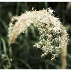 Dwarf Maiden Grass, Botanical Garden Photography - Sage Green and Ivory - North Carolina Nature Home Decor Fine Art Print or Note Card Set